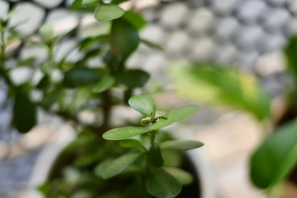 Best Beginner Bonsai Trees