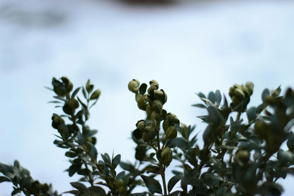Why Is My Bonsai Dropping Leaves in February? | UK Causes & Fixes - Miyagi  Bonsai