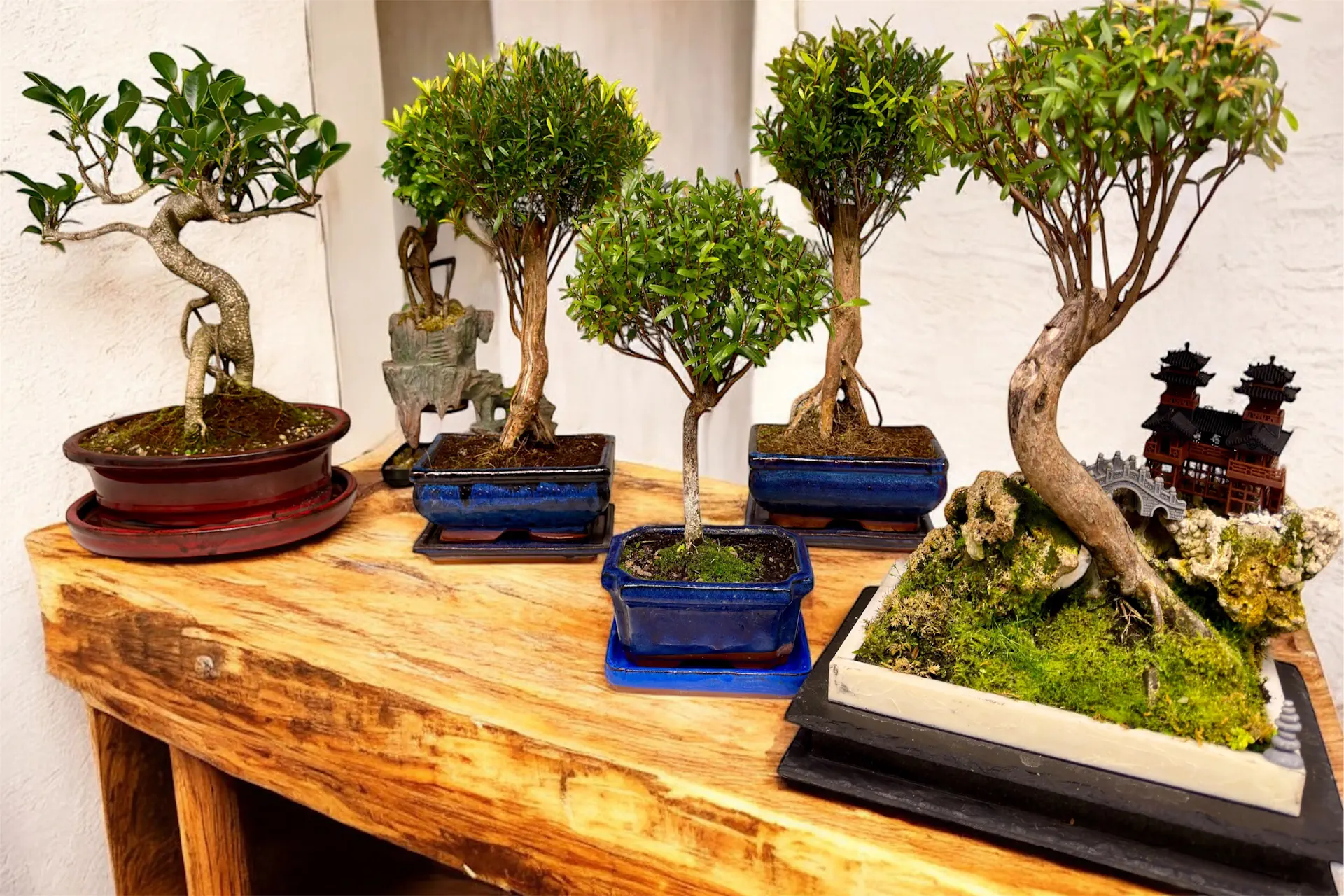 Bonsai Size Classifications: From Keshitsubo to Imperial Explained - Miyagi  Bonsai