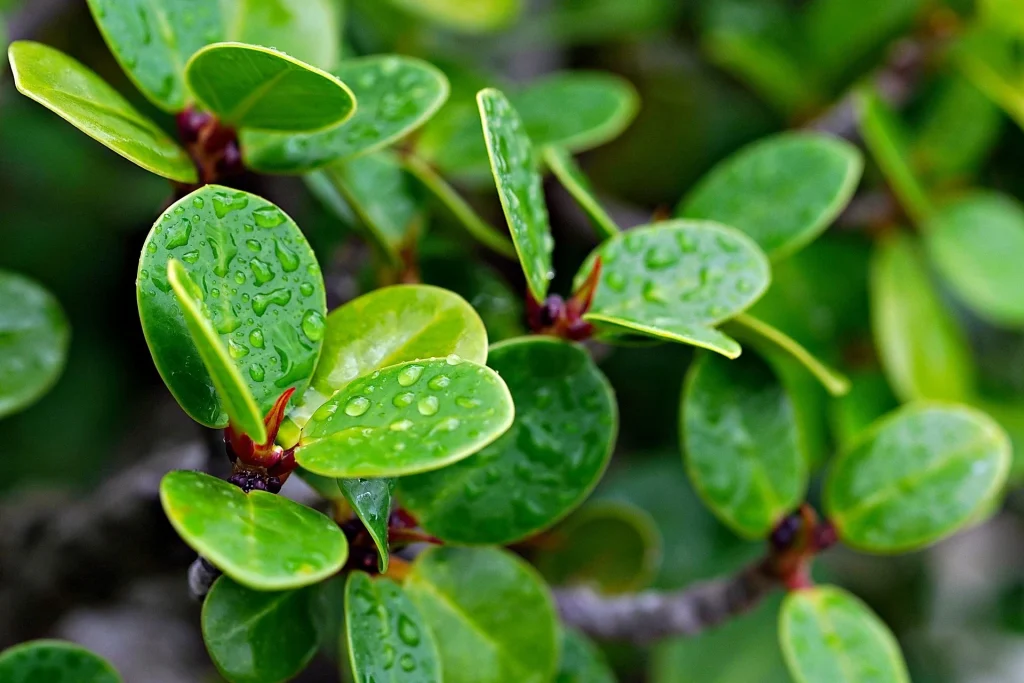 Extreme close-up of bonsai foliage, small round leaves with visible rain droplets