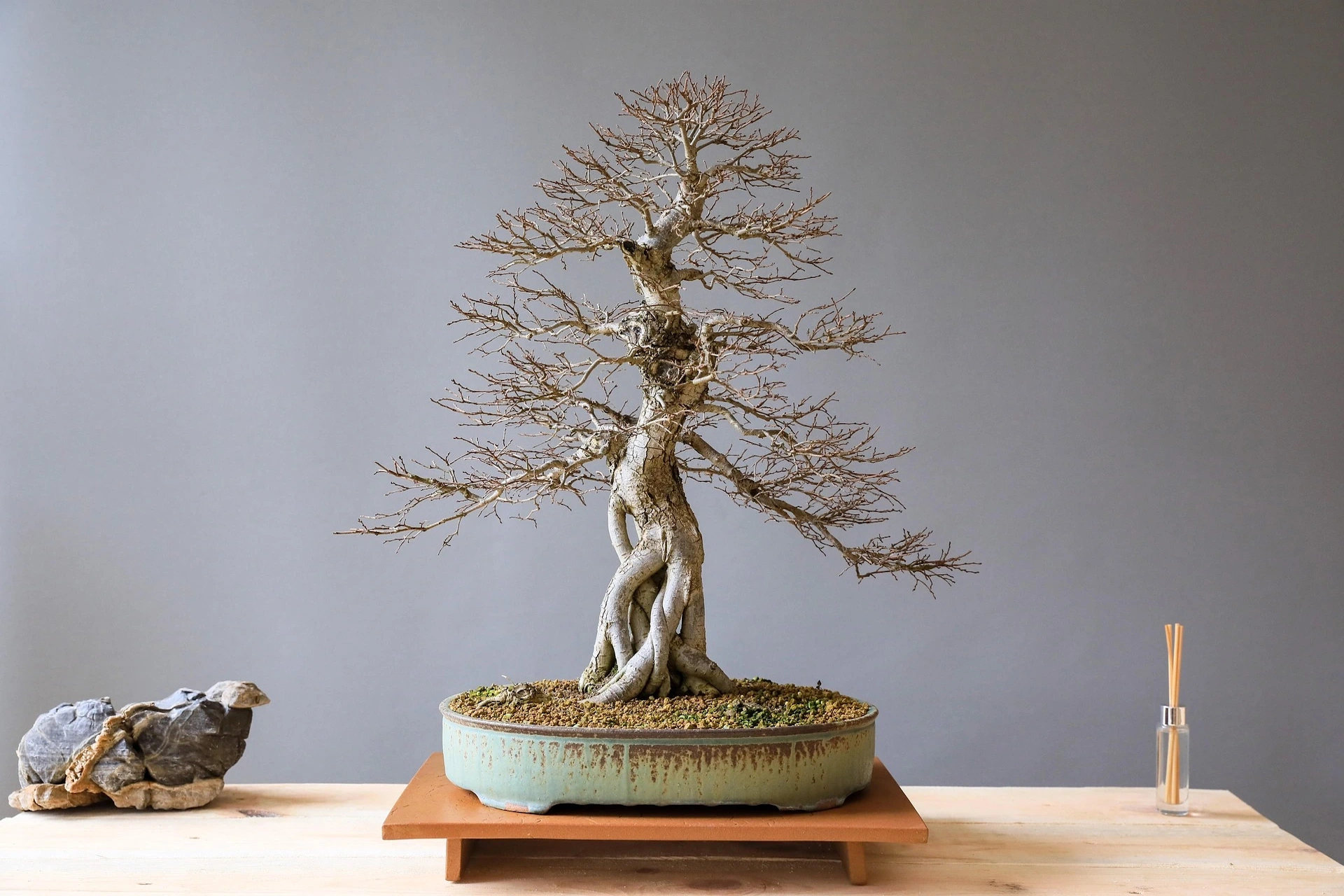 The Science of Bonsai Dormancy: Winter Light Cycles & Growth Explained -  Miyagi Bonsai