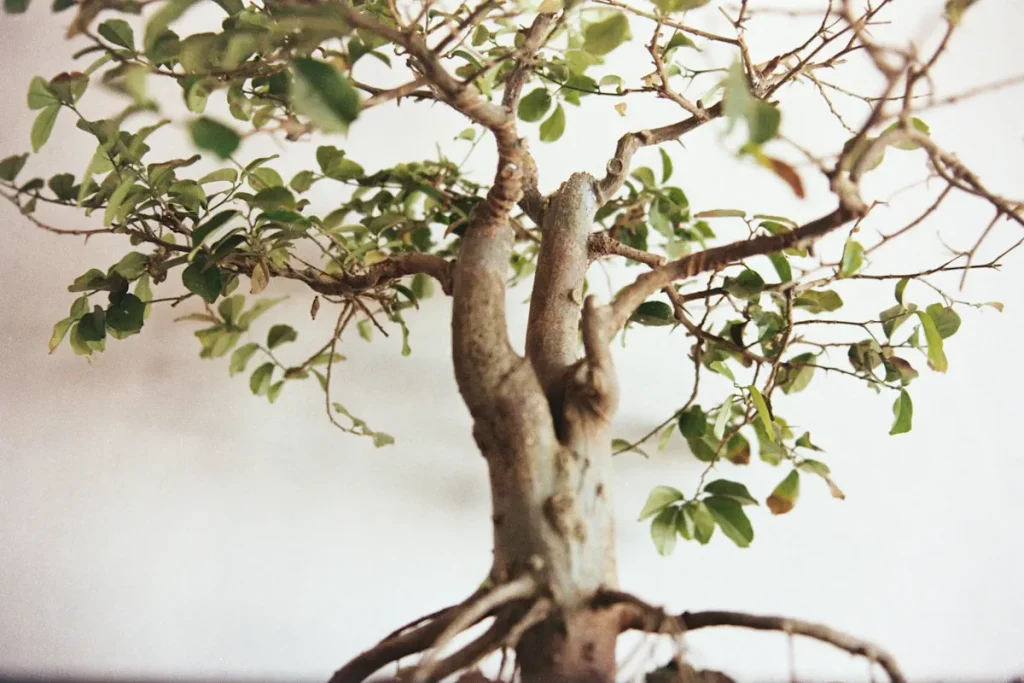 Why Is My Bonsai Dropping Leaves in February? | UK Causes & Fixes - Miyagi  Bonsai