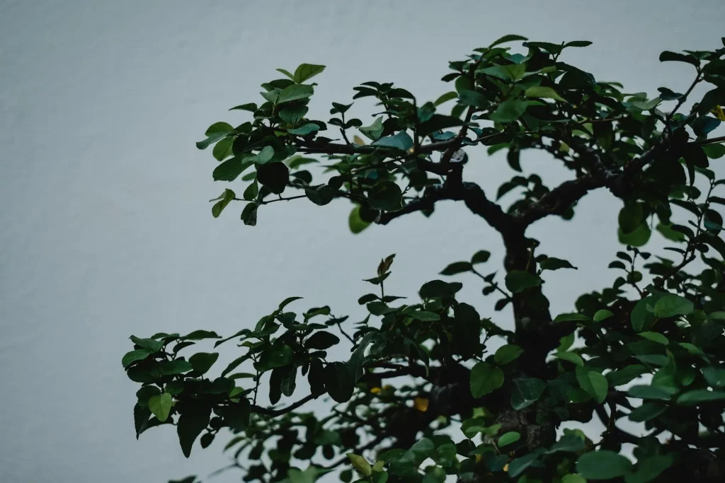 Bonsai Problems in Winter