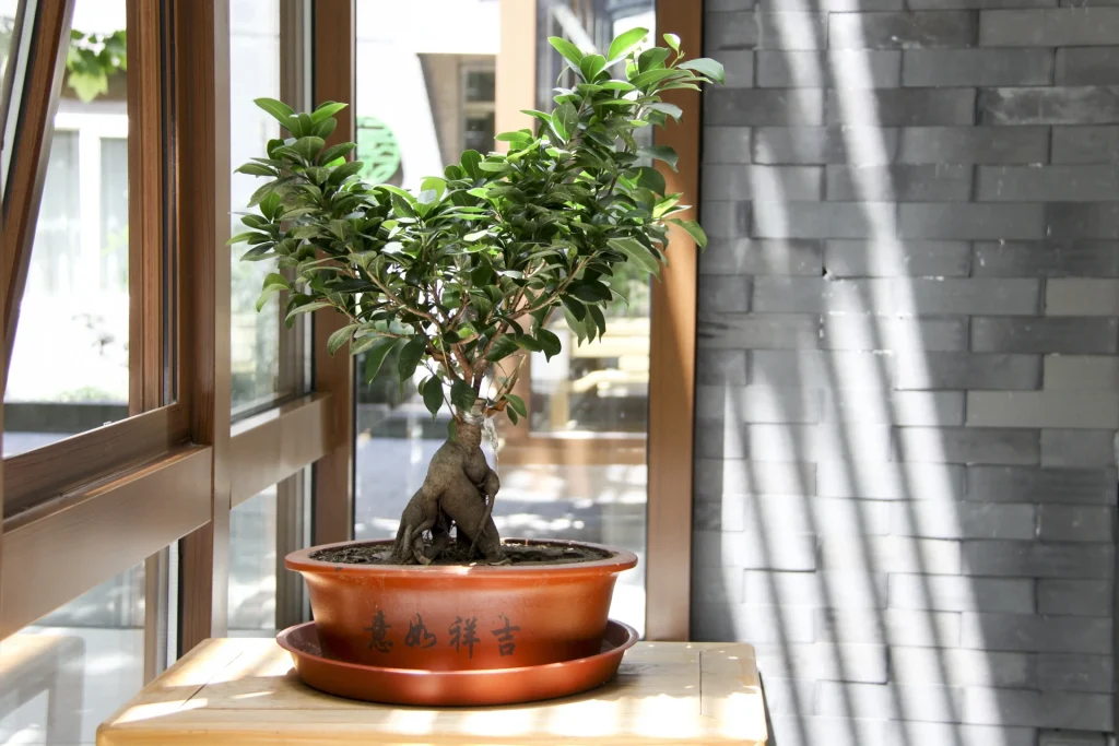 best windows for indoor bonsai