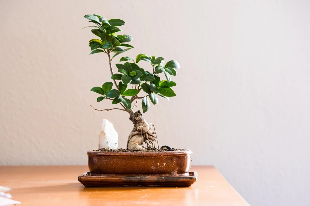 Bonsai Light Requirements in Winter | Why Your Bonsai Needs More Light in February - Miyagi Bonsai