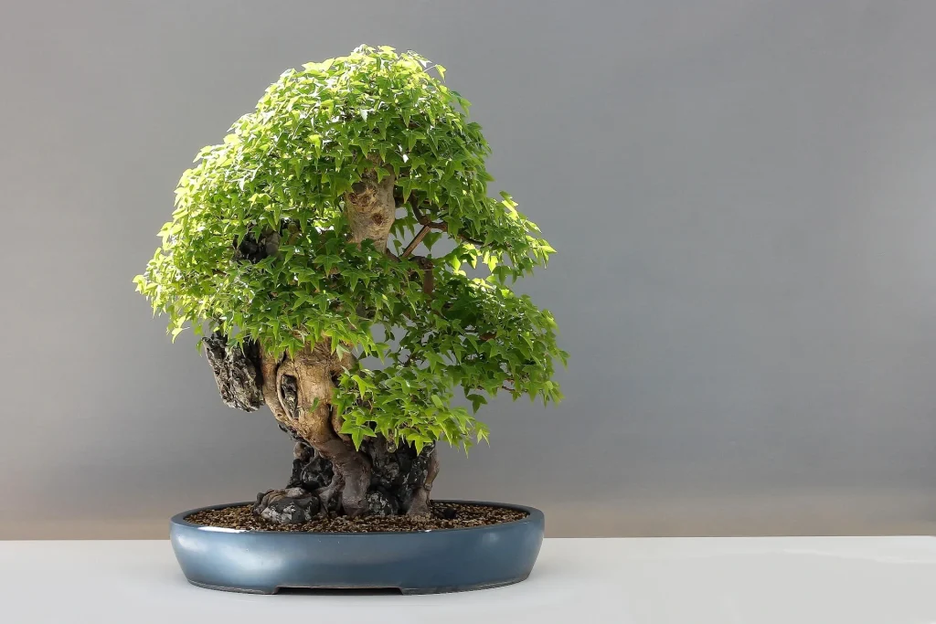 Pine bonsai indoors with a twisted, gnarled trunk and small yellow pine cones visible in the canopy