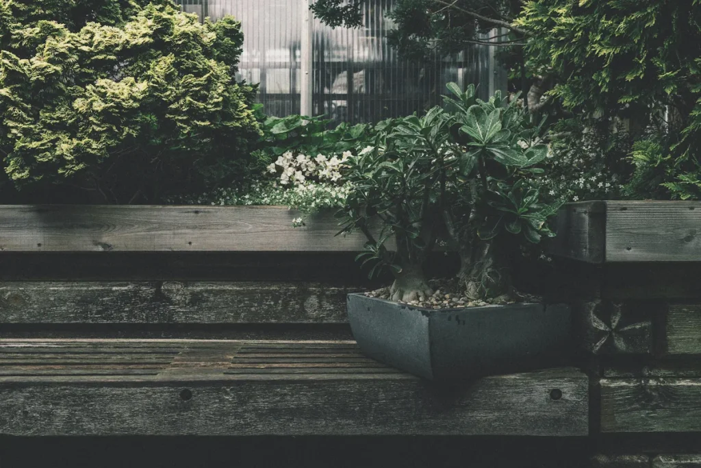 bonsai winter care