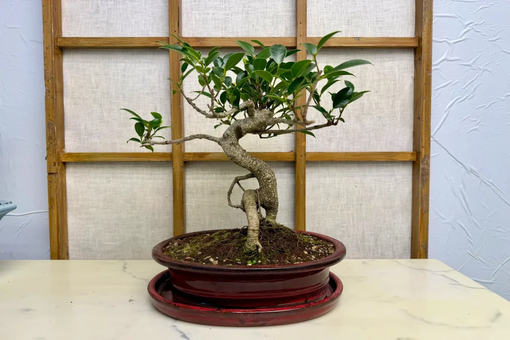 S-shaped bonsai with a thin trunk and light foliage, on indoor marble in front of a screen