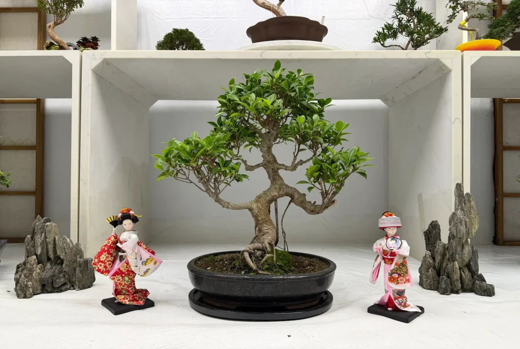 Bonsai Figurines & Ornaments: Symbolism, History & How to Choose Them -  Miyagi Bonsai