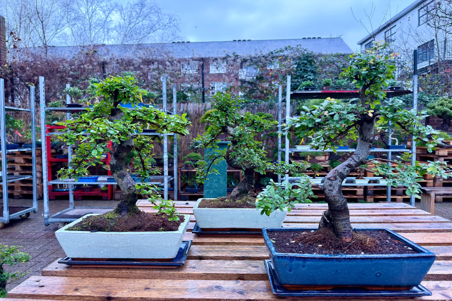 Can I Put My Bonsai Outside in March? | Temperature & Frost Rules (UK) - Miyagi Bonsai