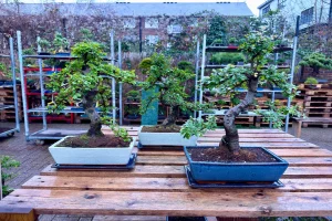 Outdoor display of three bonsai with twisted trunks in the rain, with further bonsai displays visible in the background