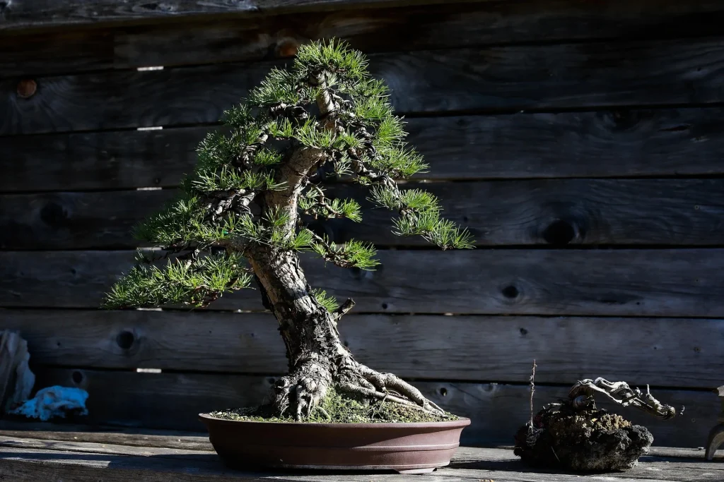 Angled pine bonsai outdoors in sunlight on wood, next to an unpotted root mass