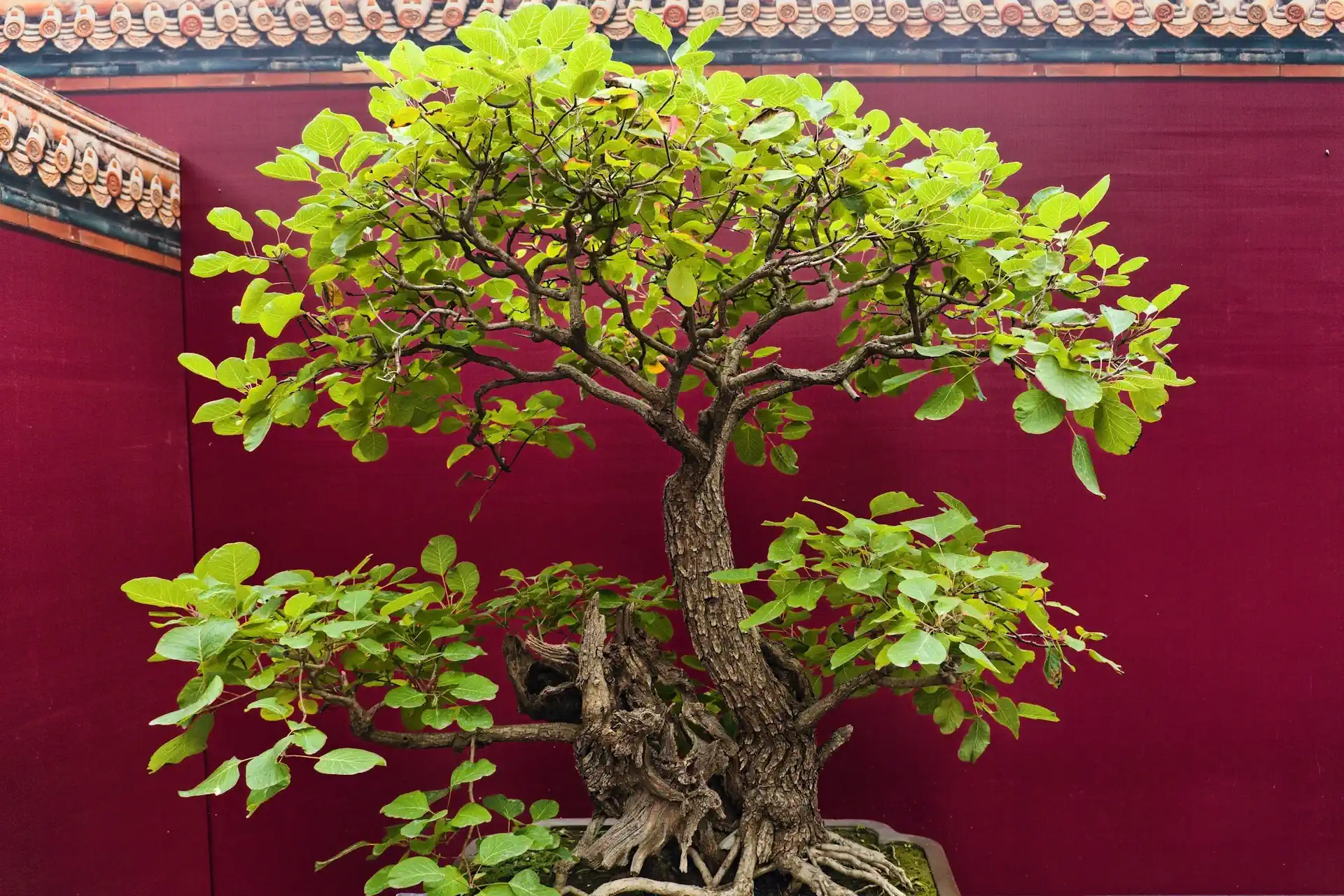 When Do Bonsai Start Growing Again? | UK Early Spring Guide - Miyagi Bonsai