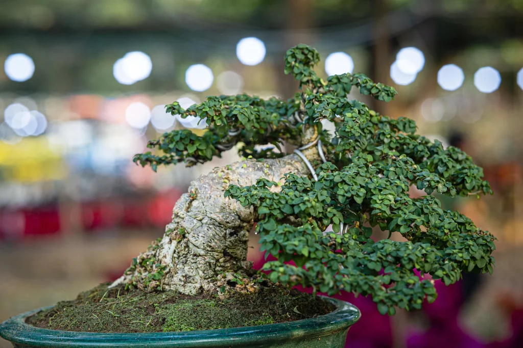 should you wire a bonsai in spring