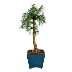 Araucaria Cunninghamii 64cm
