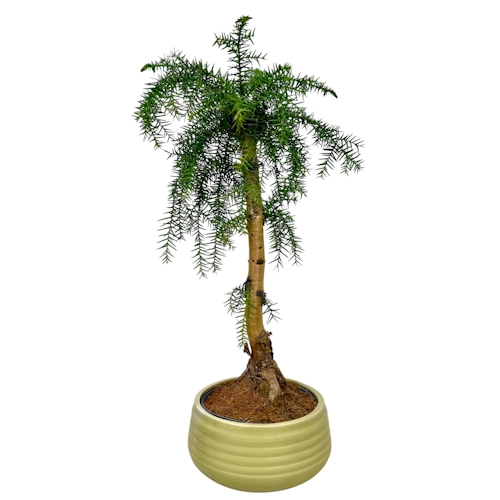 efeutute klettern lassen Efeutute - Epipremnum Pinnatum Mosstok 60cm Scindapsus - Ø15cm main image 1