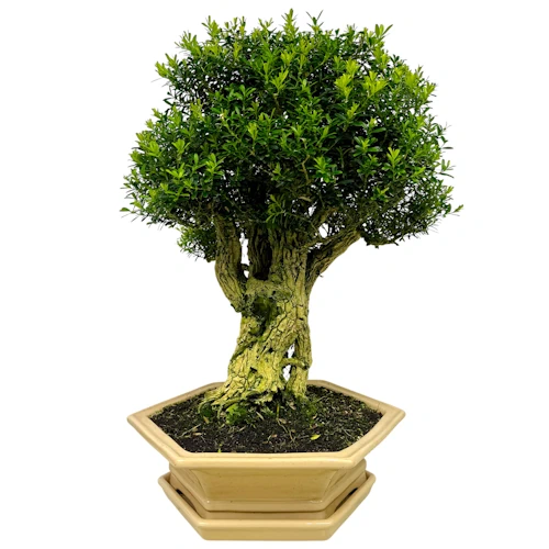 Beautiful Box Tree inc Tray 63cm