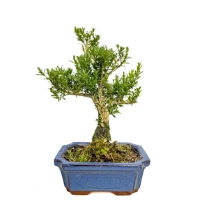 Chinese Box Tree 29cm