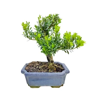 Flowering Chinese Box Tree 24cm