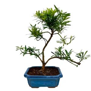 Buddhist Pine 36cm