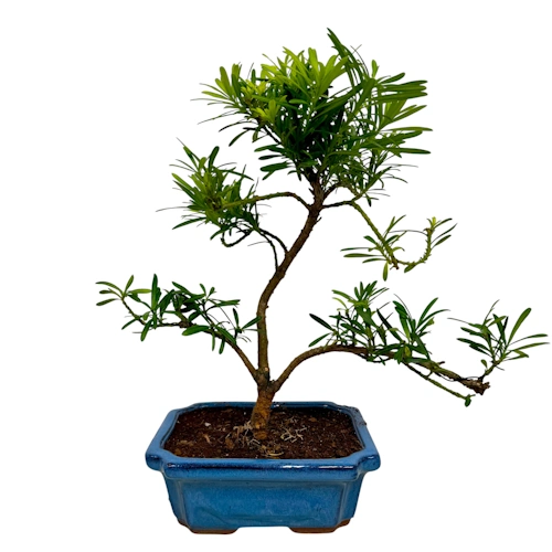 Buddhist Pine 36cm