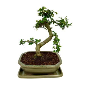 Chinese Elm inc Tray 26cm
