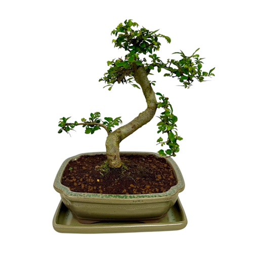 Chinese Elm inc Tray 26cm