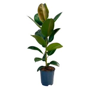 Ficus Elastica Tineke 100cm
