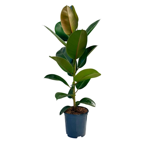 Ficus Elastica Tineke 100cm