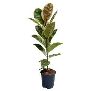 Ficus Elastica Tineke 102cm