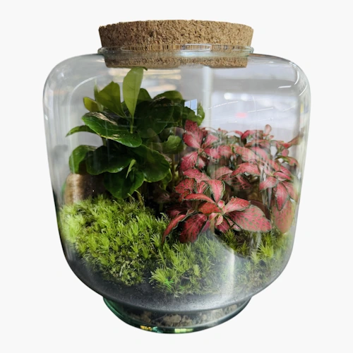 Glass Terrarium with Moss and Fittonia plants