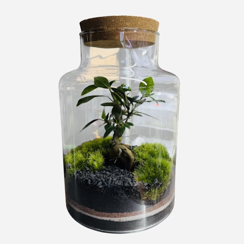 Glass Terrarium with Moss and Ginseng Ficus