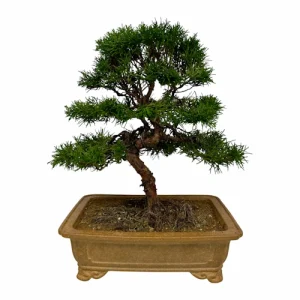 Wired Chinese Juniper Itoigawa 35cm