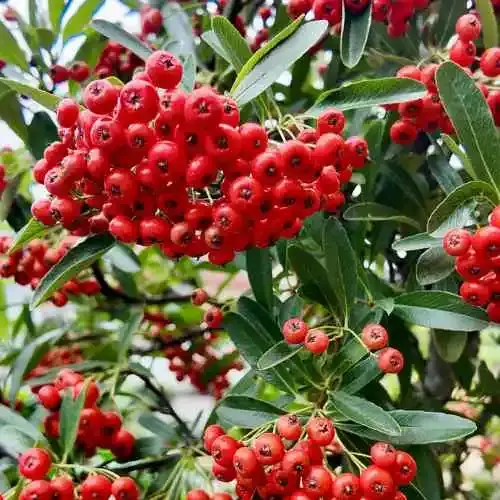 Fruiting Bonsai
