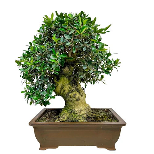 Olive Tree 58cm