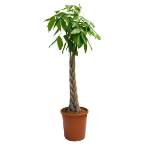 Pachira Aquatica Braided Stem 150cm