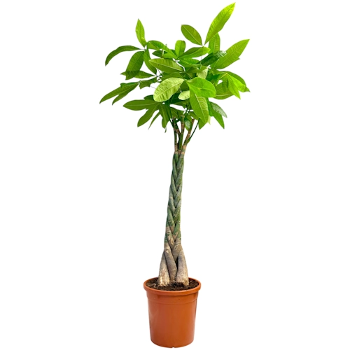 Pachira Aquatica Braided Stem 160cm