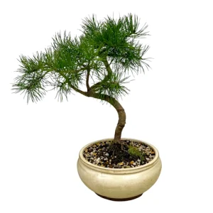 Scots Pine 40cm