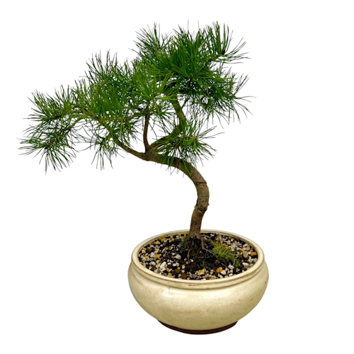 Scots Pine 40cm