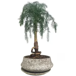 Special Araucaria Cunninghamii 60cm