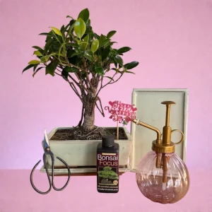 Valentine’s 30cm Broom Ficus Bonsai Kit P15