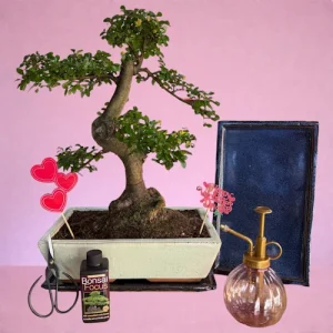 Valentine’s Chinese Elm S-Shaped Bonsai Kit H:40-45 cm