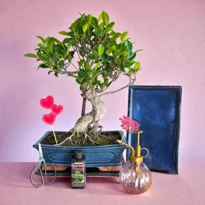 Valentine’s Ficus S-Shaped Bonsai Kit H: 45-50 cm