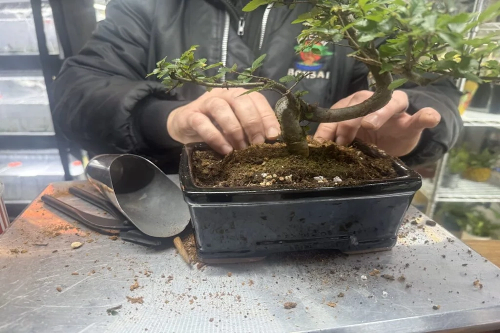 how to tell if a bonsai needs repotting