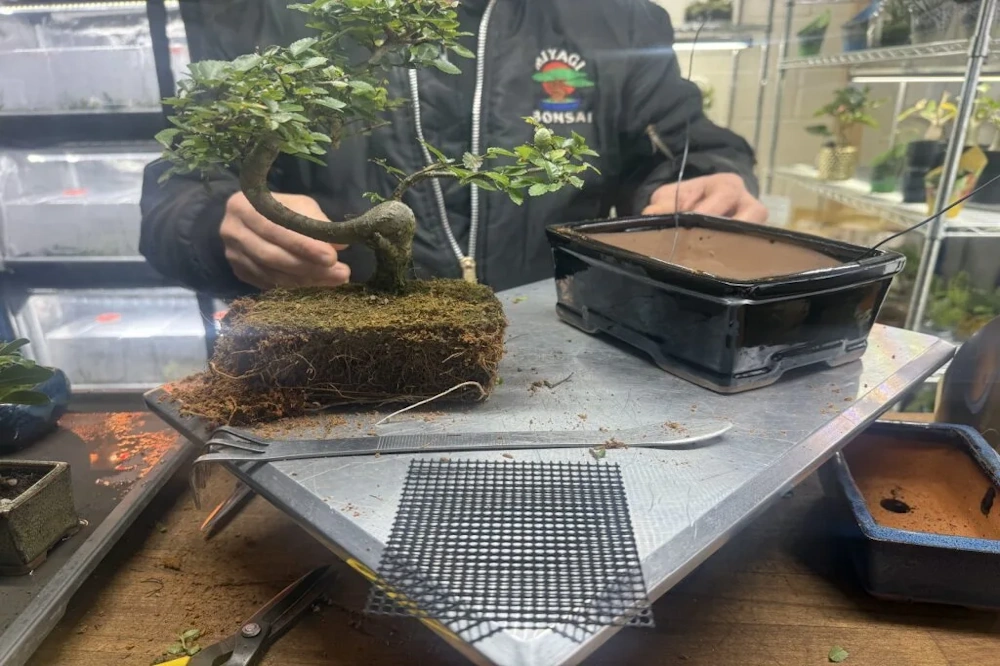 when should you repot a bonsai tree