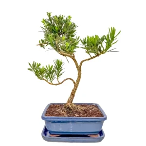 Buddhist pine bonsai with a slender trunk and feathery foliage across three winding branches