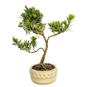 Artistic Buddhist Pine 34cm