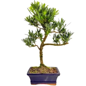 Cute Buddhist Pine 38cm