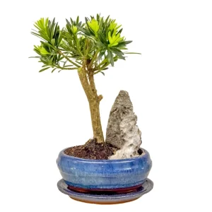 Lush Buddhist Pine 28cm Inc Tray