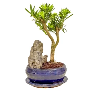 Pretty Buddhist Pine 30cm Inc Tray